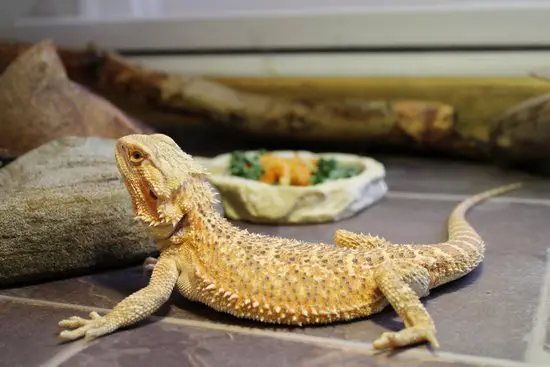 food dish for bearded dragons