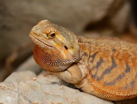 bearded dragon loose appetite