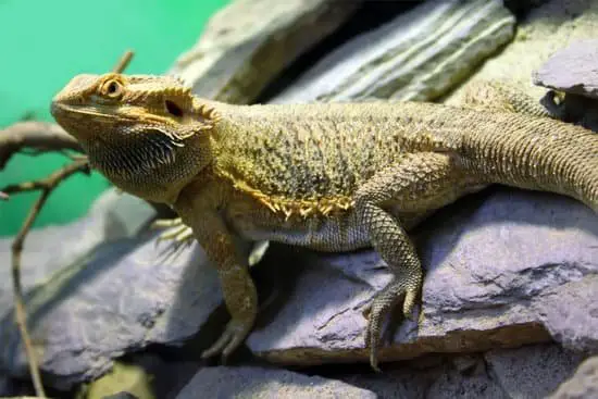keeping your old bearded dragon happy