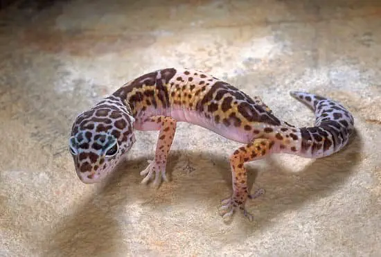 lizard tail