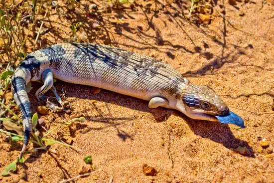 blue tongue skinks hissing