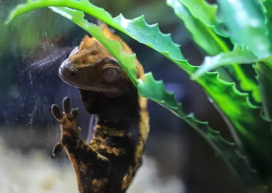 crested gecko climb and stick to walls