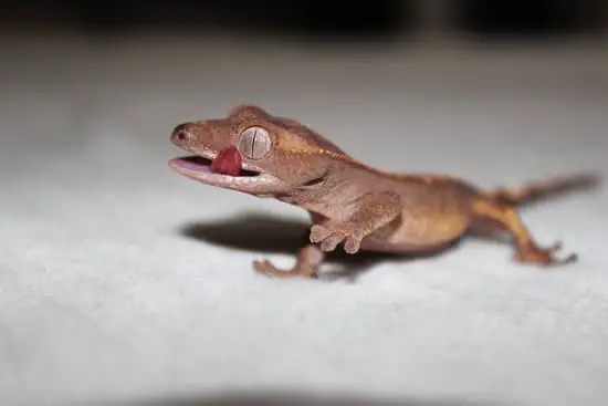 A sick or malnourish crested gecko wouldn't climb or stick to glass tank