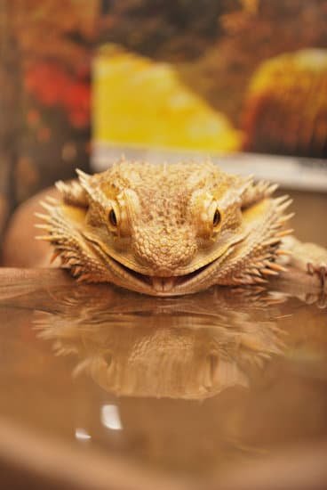 Bearded dragons drink water by licking it