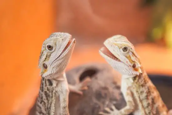 male bearded dragons lick females during mating