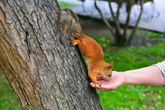 Why Does My Squirrel Bite Me? squirrels can bite when feeding