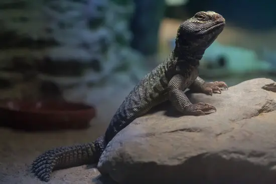 uromastyx not eating because of inappropriate temperature