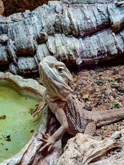 bearded dragon with water in tank