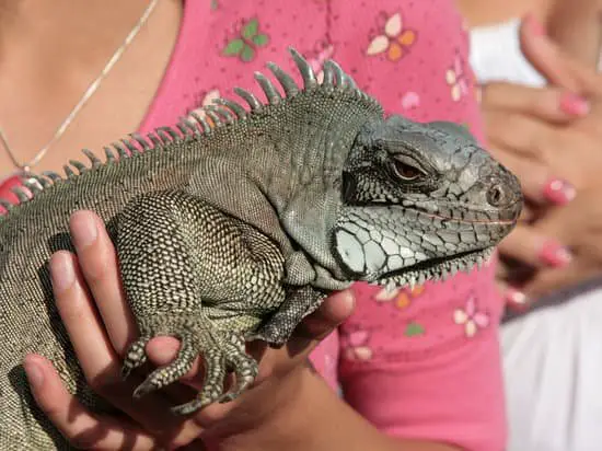 Are Iguanas Aggressive To Humans? No they are easy to handle