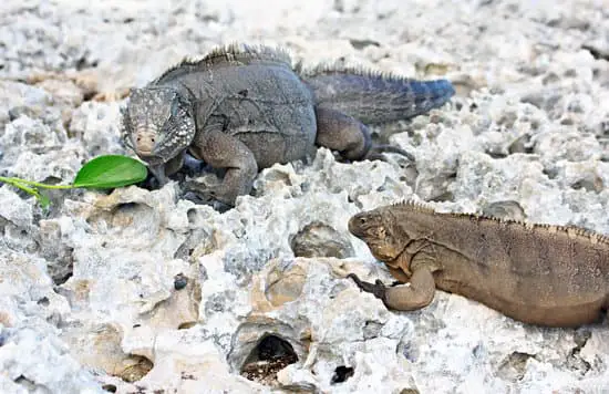Can Iguanas Live Together? In the wild, they do