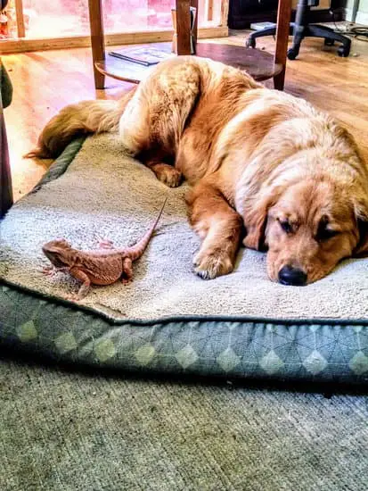 bearded dragon in bed with dog