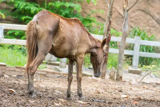 Can You Treat A Sick Horse?