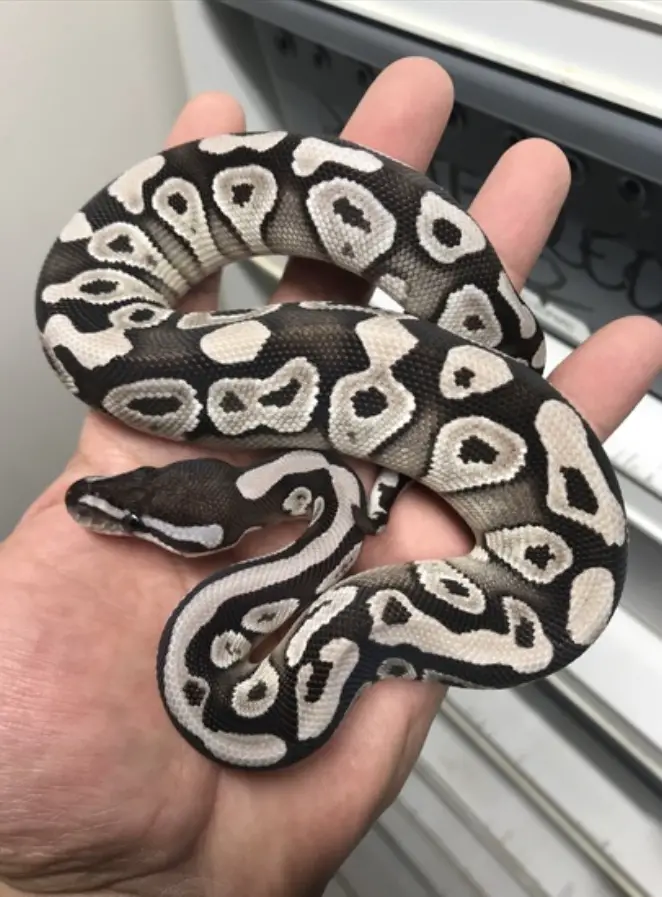 Mojave VPI Axanthic