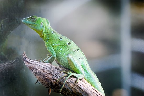 Green Basilisk