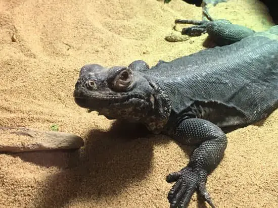 iguana on sand bedding