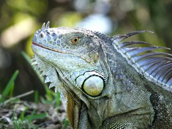 Green iguanas can eat fruits