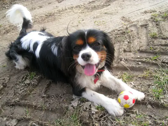 Cavalier King Charles Spaniel