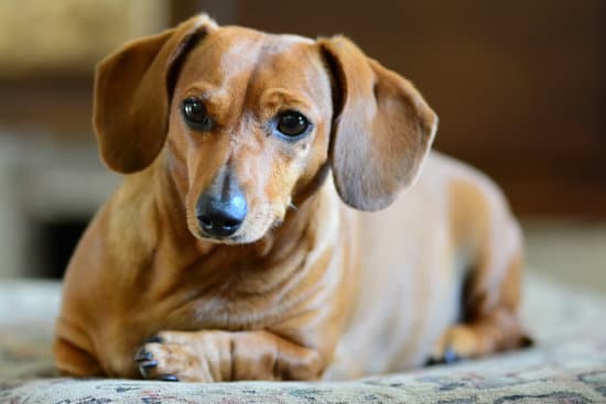 Miniature Dachshund