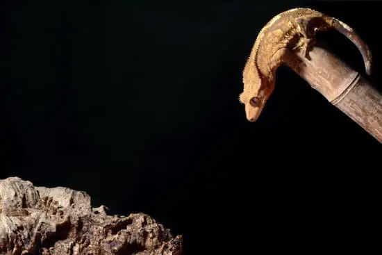 Why Is My Crested Gecko Not Growing?