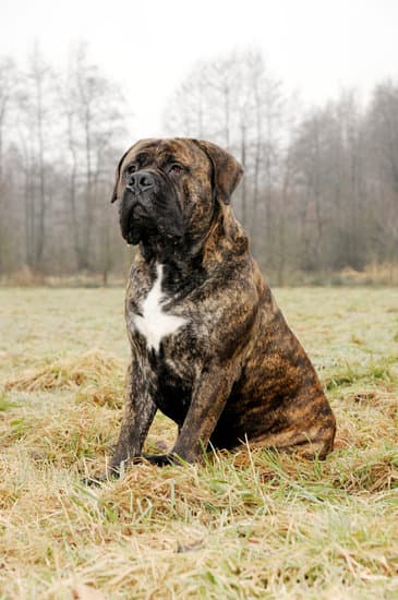 The Argentine Mastiffs dog breed