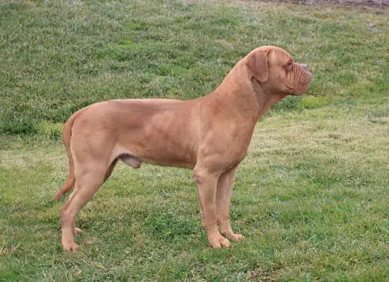 French Mastiff