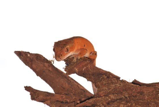 crested gecko is not growing because of stress