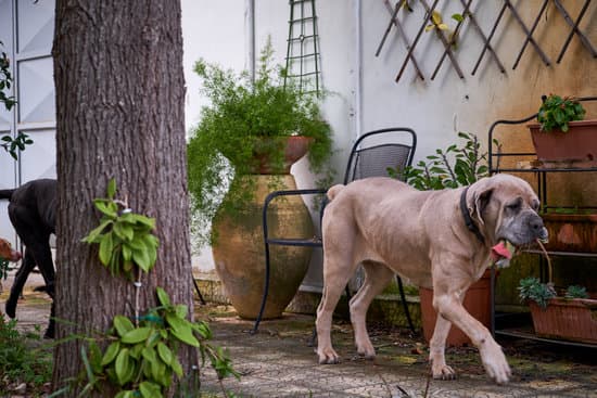 Cane Corso small mastiff breeds