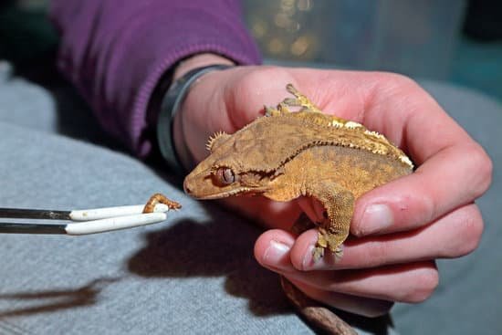 feeding crested geckos the right food to enhance growth.