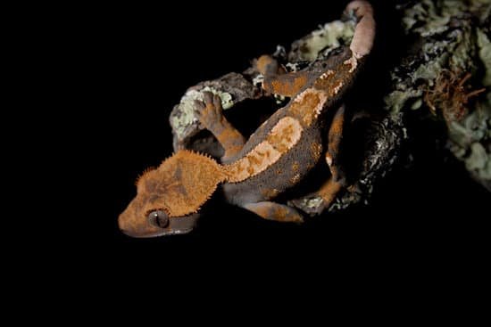 Crested gecko with lichen (a skin infection).