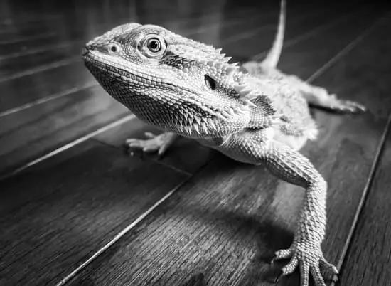 Meaning Of A Bearded Dragon Turning White