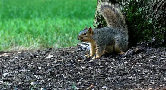squirrel defending its territory
