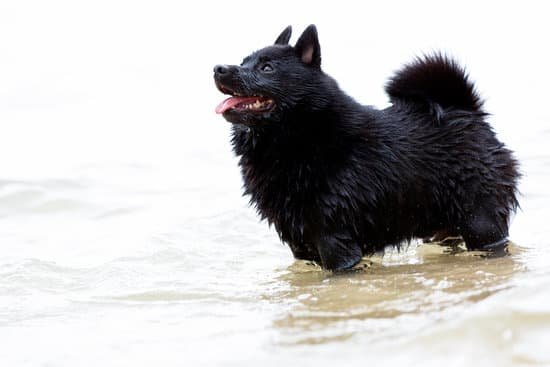 Schipperke small black dog