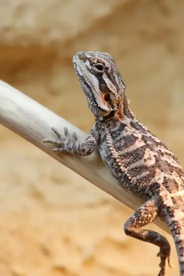 A 4-month-old bearded dragon