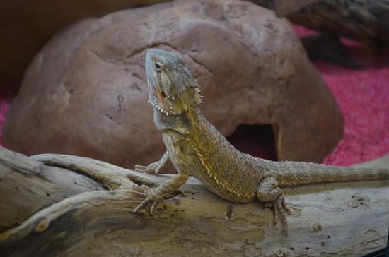 Bearded dragon in tank