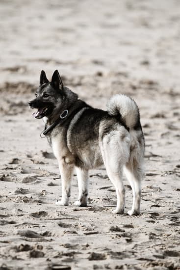 Norwegian Elkhound breed of small black dog