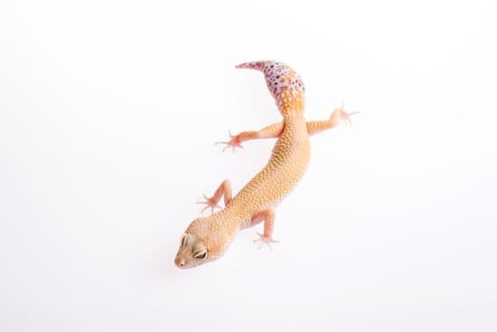 Leopard gecko tail regrowth