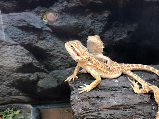 Bearded Dragons As Pets Pros And Cons