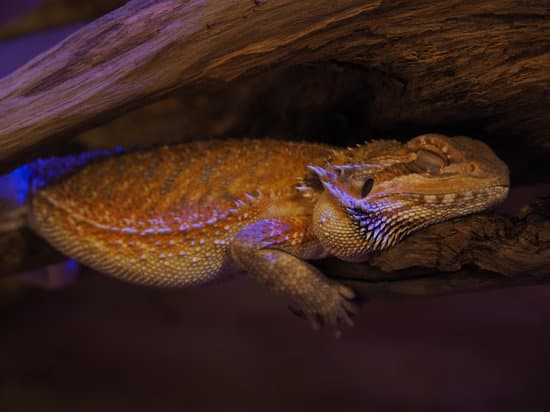 bearded dragon sleeping because the tank is dark