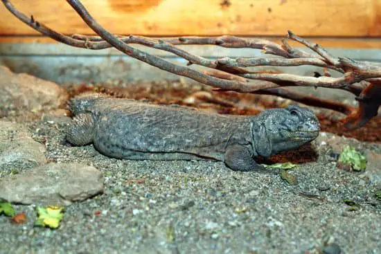 Uromastyx Tail Rot