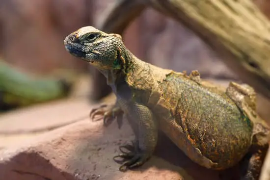 stuck shed in uromastyx