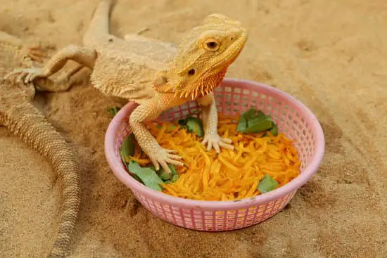 bearded dragon on sand substrate