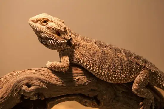 avoid cluttering the tank for old bearded dragons