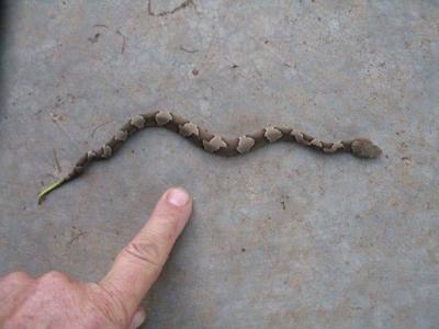 Baby Copperhead Snake