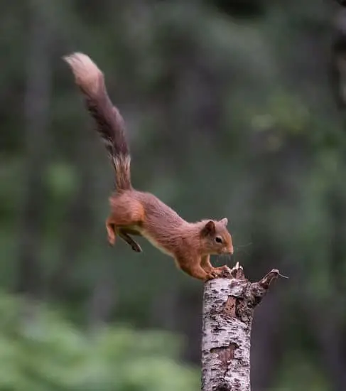 A squirrel landing with its forelegs