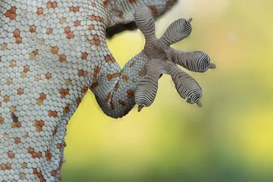 Can Crested Geckos Climb Glass?