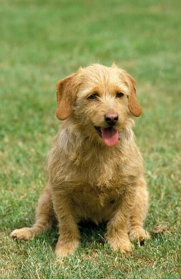 Basset Fauve De Bretagnes hound breed