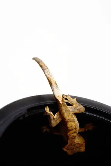 crested gecko climbing plastic tank