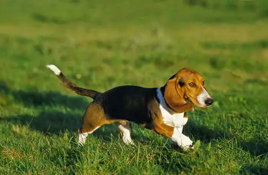 Basset Artesian Normand small hound breed