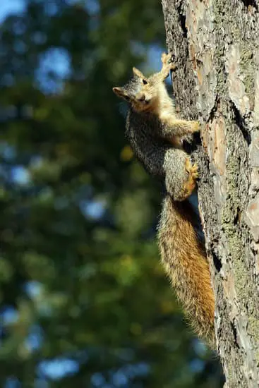 What Sounds Do Squirrels Make?