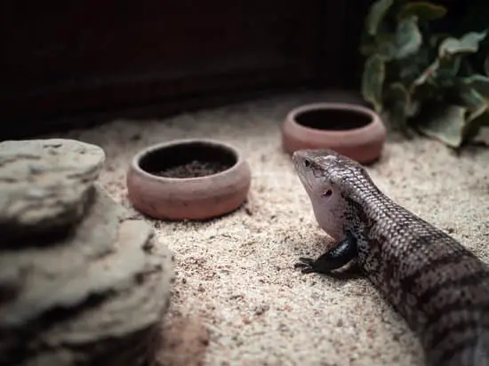 blue tongue skink cost